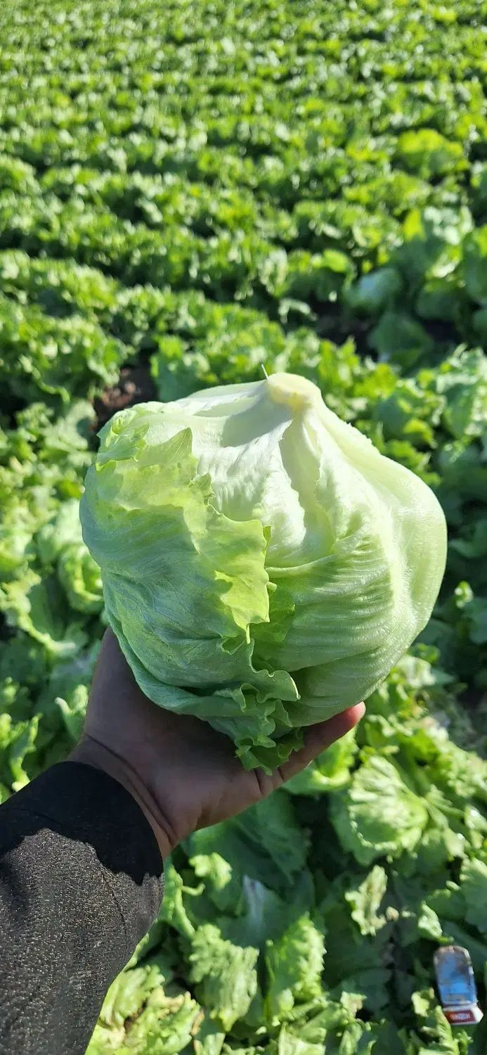 دسته کارگر برای چال نشاه کاهو کلم فوق حرفه ای|خدمات باغبانی و درختکاری|دزفول, |دیوار