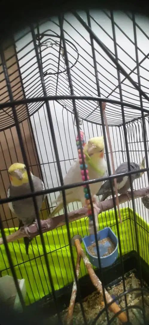 سه عروس هلندی|پرنده|تهران, بروجردی|دیوار