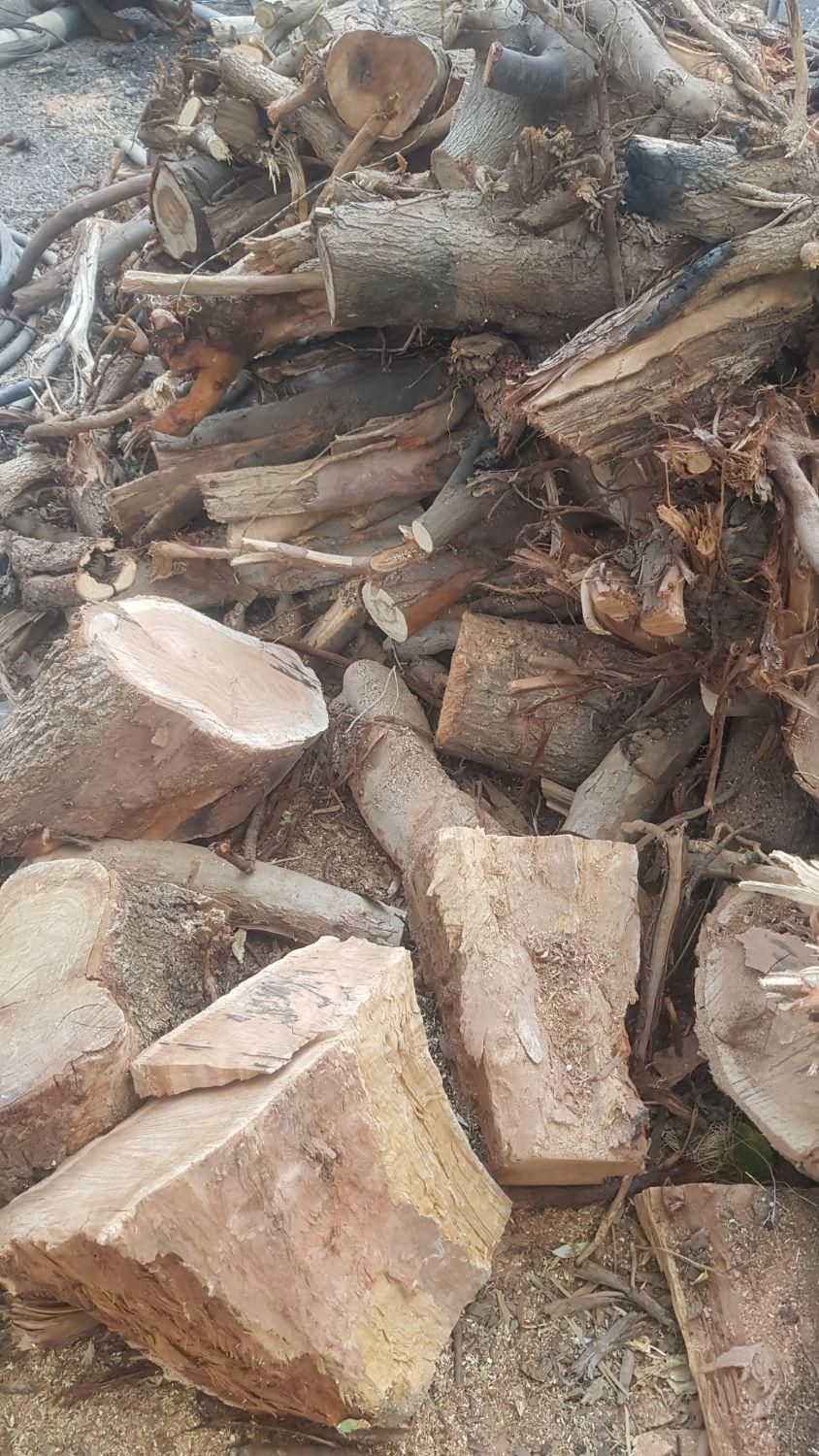 بریدن درخت نخل(مزاحم ) اره بنزینی و قطعه کردن چوب|خدمات باغبانی و درختکاری|بم, |دیوار