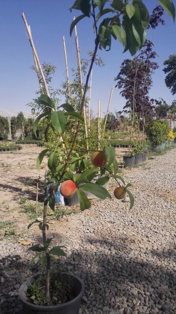 باغبانی وسمپاشی منطقه دماوند ومهراباد آبسرد|خدمات باغبانی و درختکاری|تهران, تهرانپارس غربی|دیوار