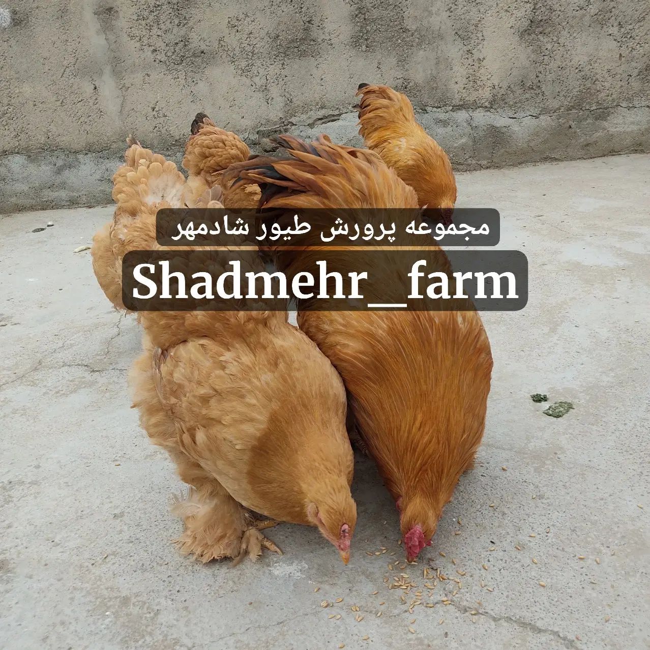 جوجه و تخم نطفه دار برهما رنگ لایت بلک لمون بلو|حیوانات مزرعه|شیروان (خراسان), |دیوار