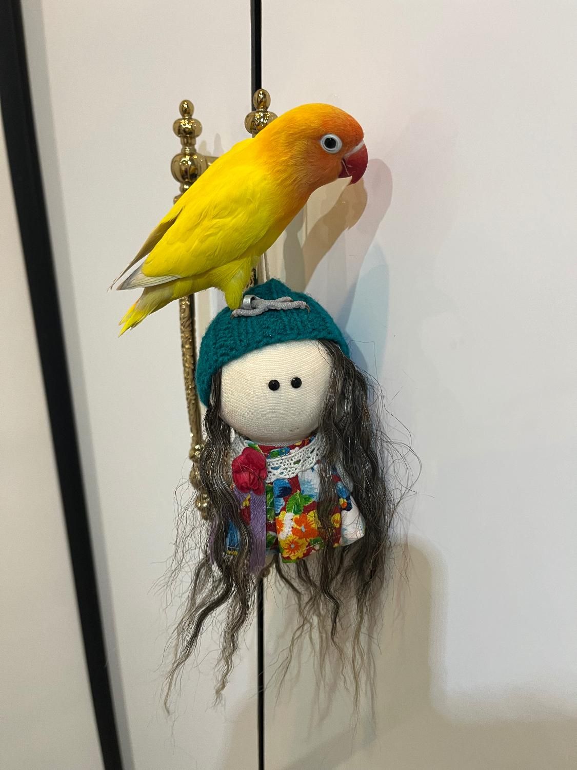 کوتوله برزیلی گمشده ایذه خیابان مدرس|حیوانات|ایذه, |دیوار