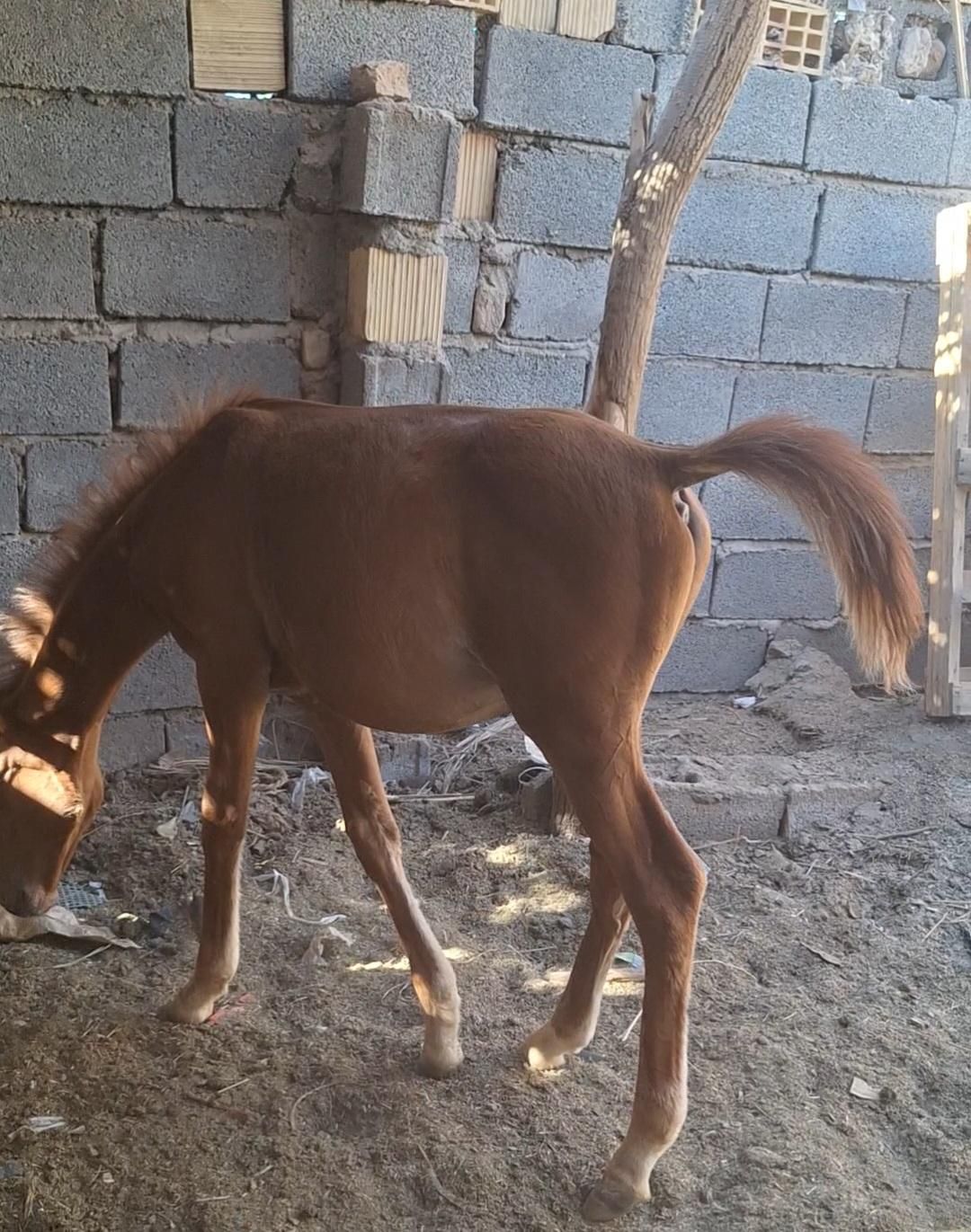 کره ۹ ماه|اسب و تجهیزات اسبسواری|بم, |دیوار