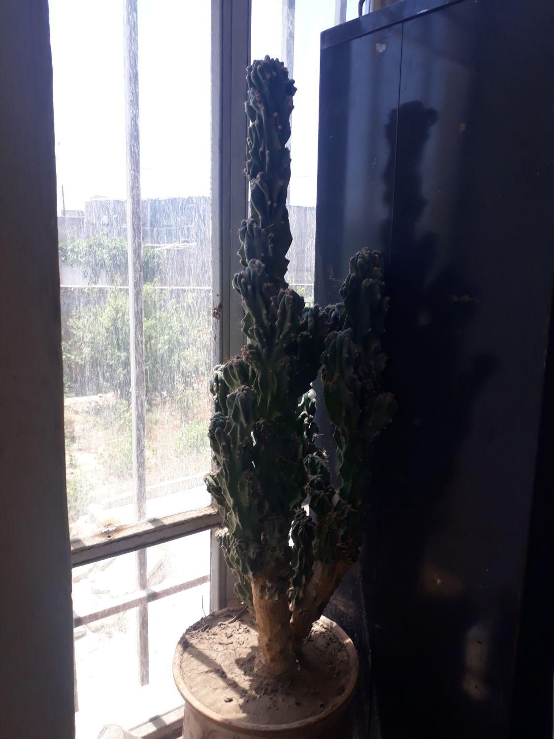 ۲ عدد کاکتوس سخره ای|گل و گیاه طبیعی|مشهد, مشهدقلی|دیوار