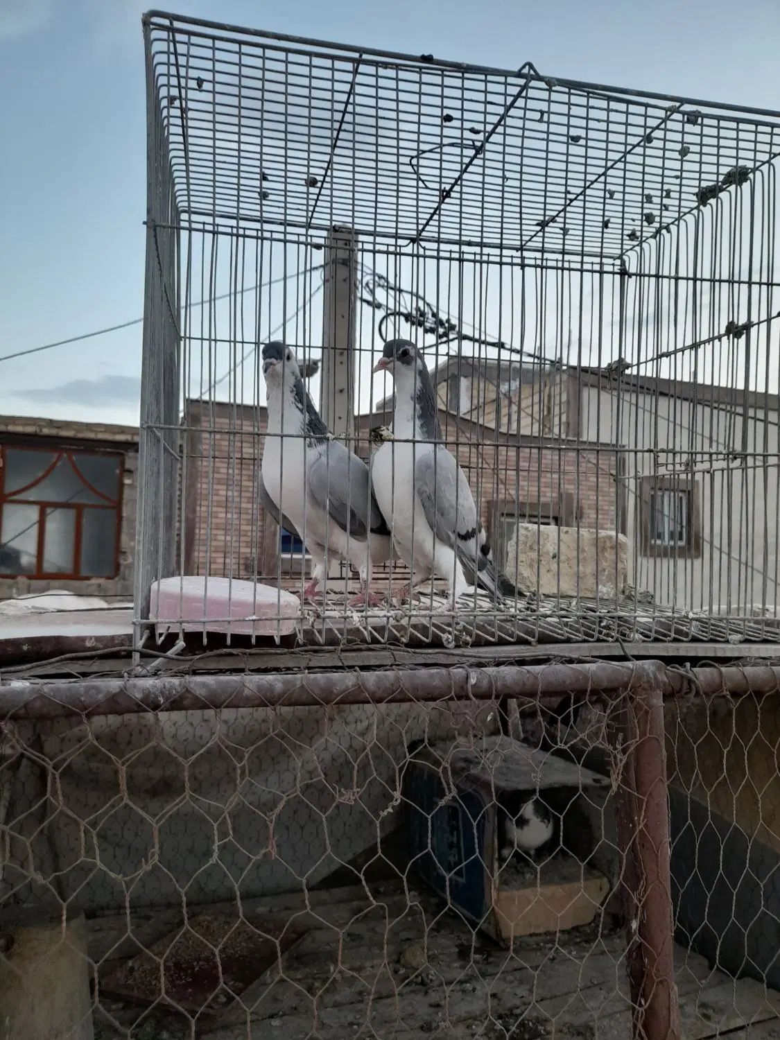 کبوتر|پرنده|اصفهان, سرشبادران|دیوار