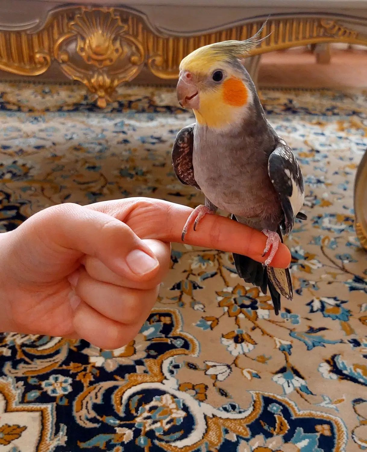 عروس هلندی نر|پرنده|مشهد, نکاح|دیوار