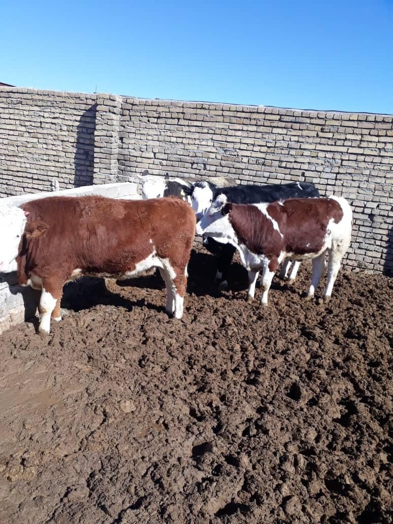 خریدوفروش دام سبک و سنگین ب بالاترین قیمت|حیوانات مزرعه|خمین, |دیوار