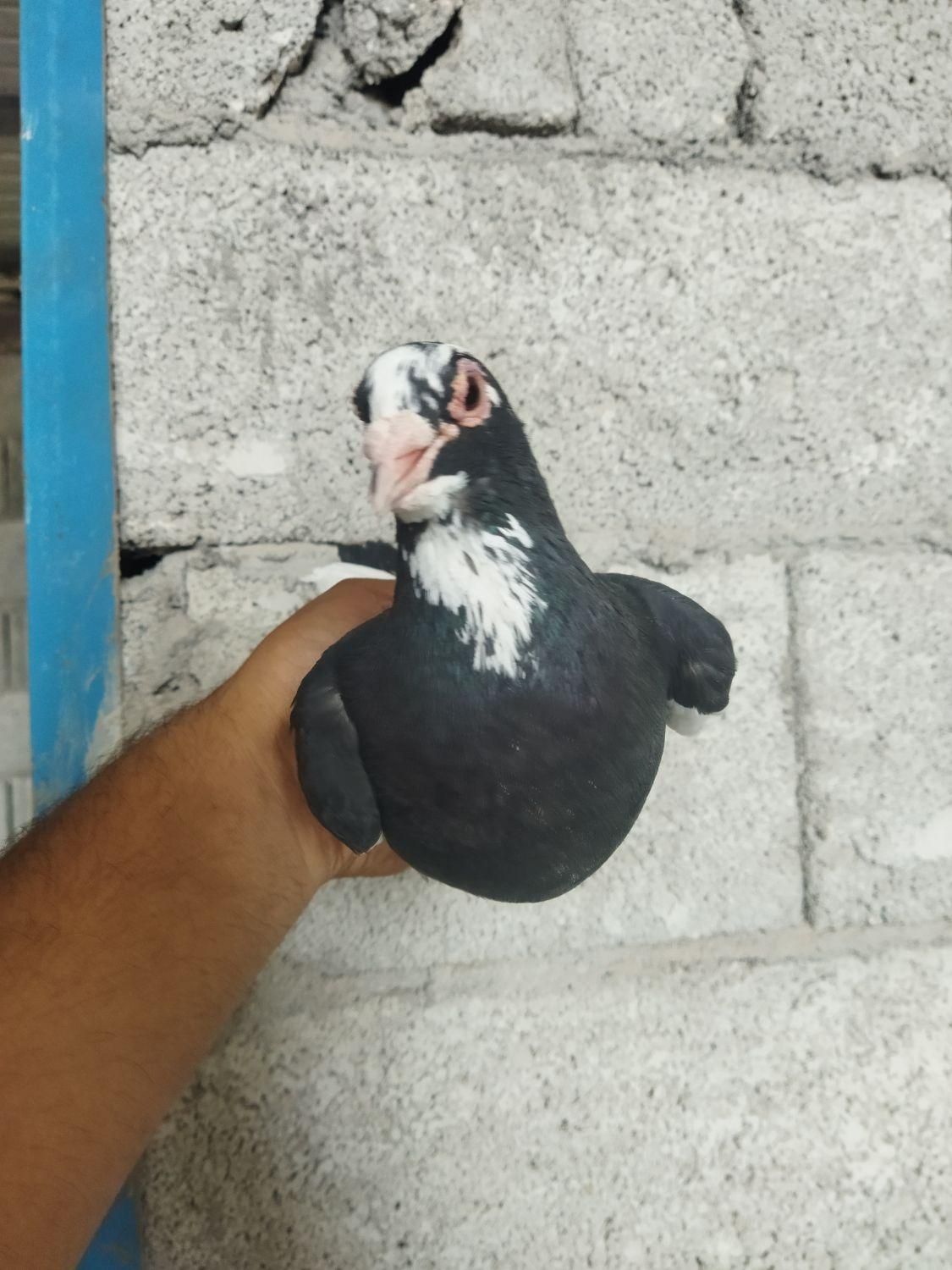 کبوتر سره ای|پرنده|کرمان, |دیوار