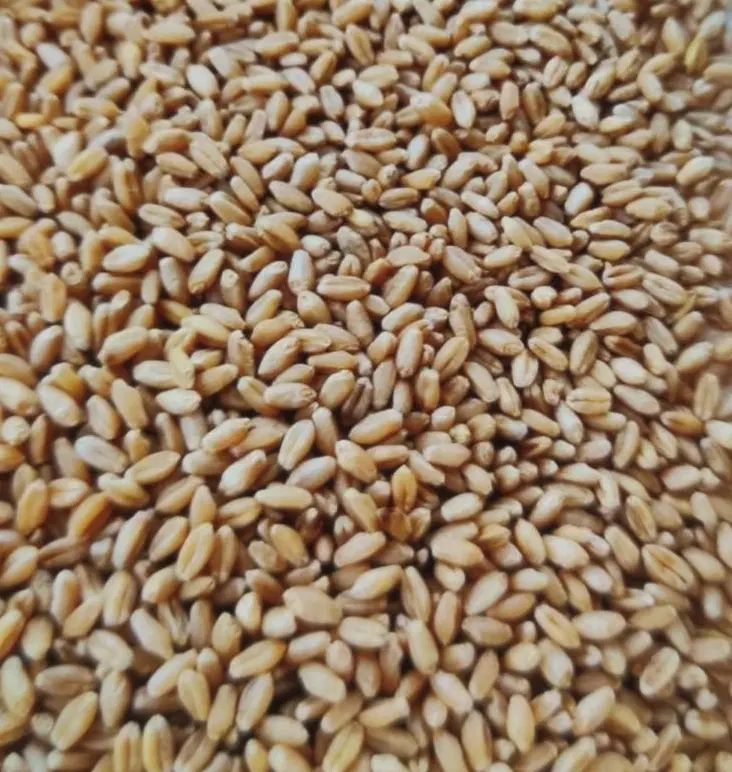 توزیع گندم مهرگان چمران بوجاری  هرتناژ و کود رازی|خدمات باغبانی و درختکاری|اهواز, لشکرآباد|دیوار