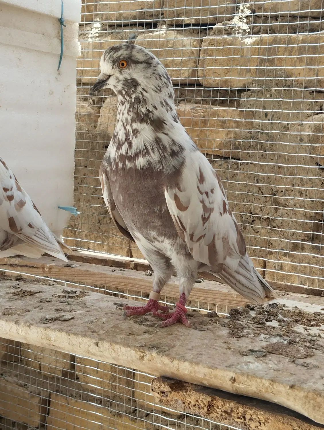 یجفت کبوتر نر و ماده پلنک یا قلمکاری کار داده|پرنده|اصفهان, عاشق‌آباد|دیوار