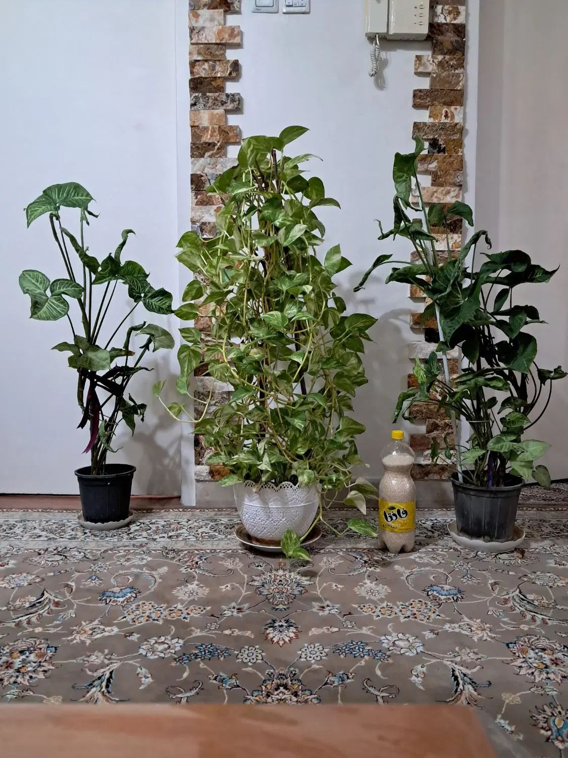 گل پتوس سینگونیم سینگونیوم فیلودنترون فیلودندرون|گل و گیاه طبیعی|اندیشه, اندیشه فاز ۱|دیوار