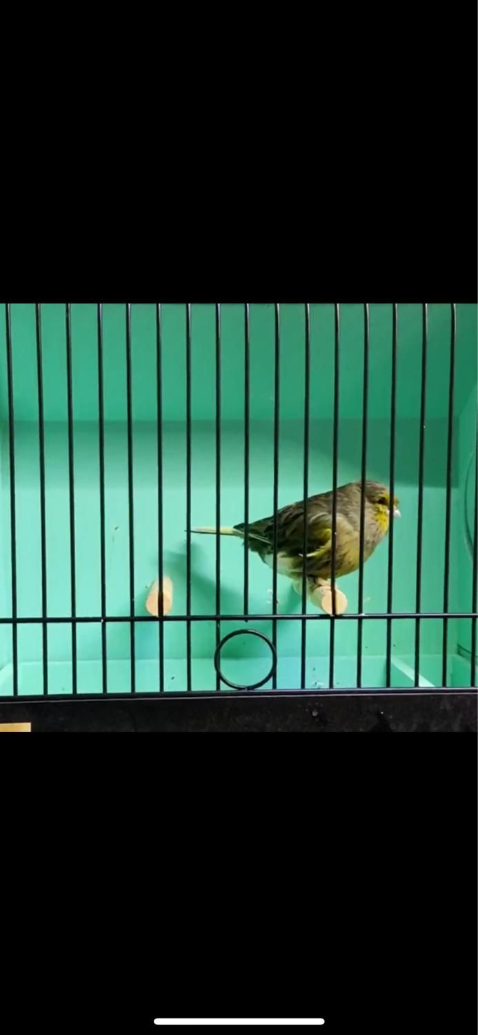 قناری گلاستر (کنسورت )اوجینال گریدA نر|پرنده|تبریز, |دیوار