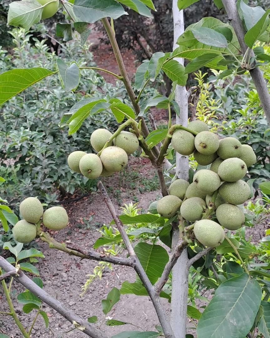 فروش نهال گردو ژنوتیپ آرال باگیرایی بالا|خدمات باغبانی و درختکاری|ایلام, |دیوار