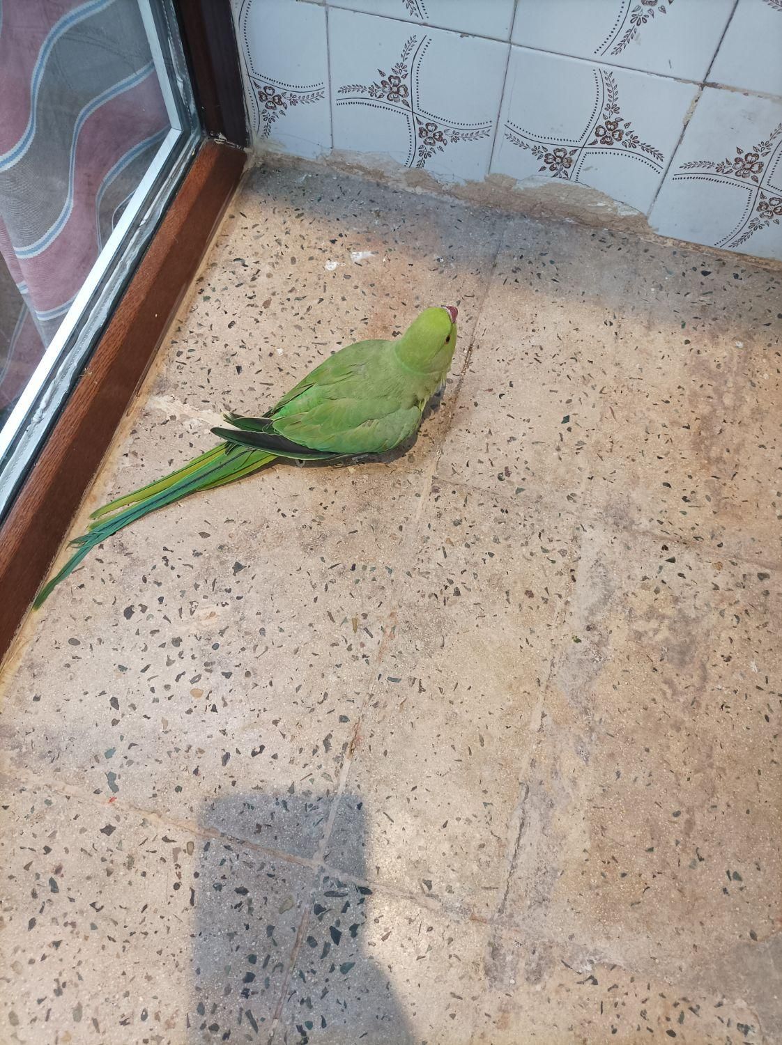طوطی ملنگو ماده|پرنده|ماهدشت, |دیوار