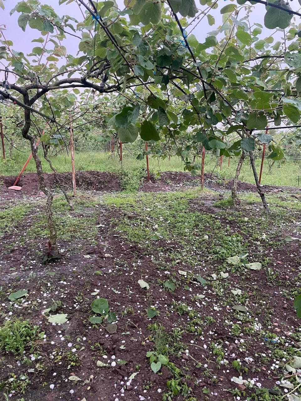 فروش باغ کیوی در جوکندان دوم تالش|فروش زمین و ملک کلنگی|تالش, جوکندان|دیوار