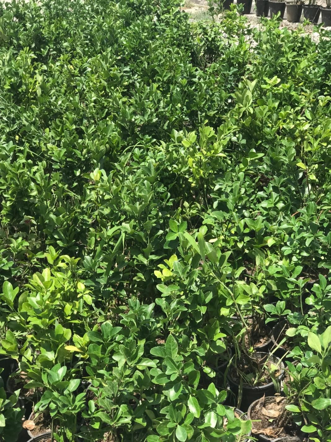 شمشاد سبز ریشه پر گلدانی فقط ۲۰|خدمات باغبانی و درختکاری|رباط‌کریم, وهن آباد|دیوار