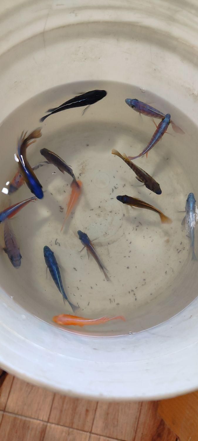 باسمنج خیابان ولیعصر جنب مسجد ولیعصر|ماهی|تبریز, |دیوار