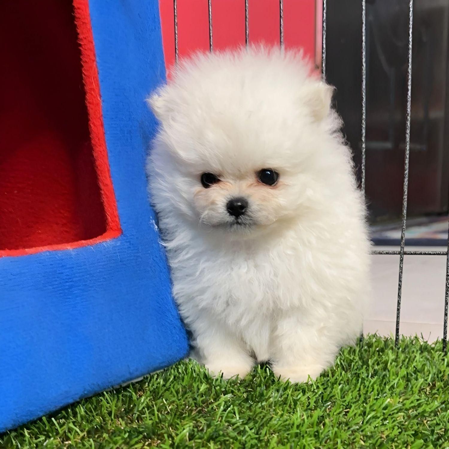 توله سگ پامرانین خرسی ۲|سگ|مشهد, الهیه|دیوار