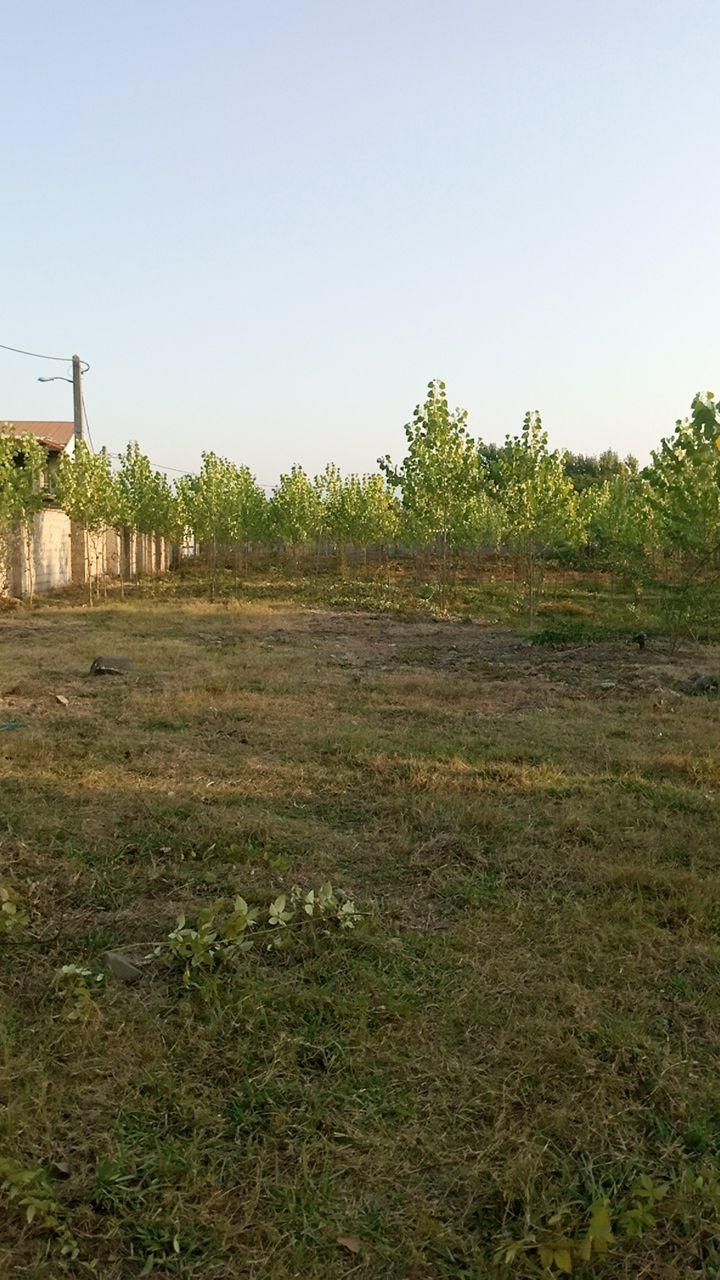 علف زنی  چمن زنی ..با دستگاه|خدمات باغبانی و درختکاری|سنگر, |دیوار