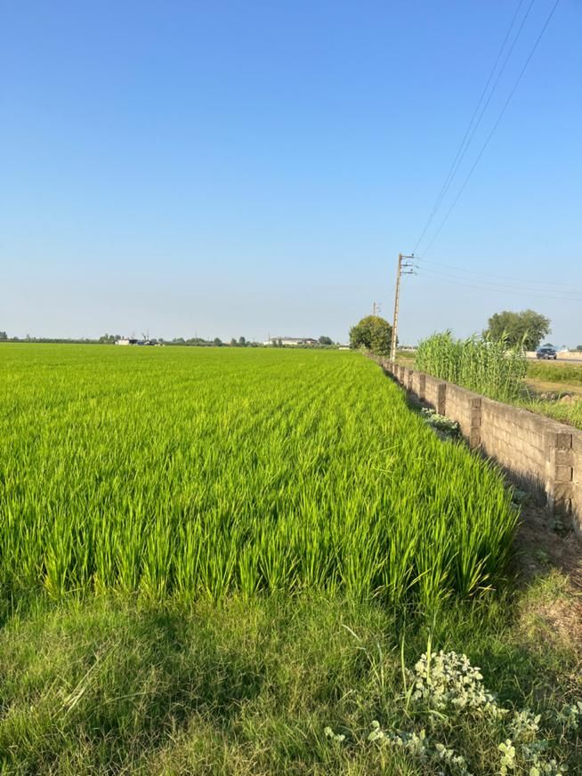 زمین تجاری ۷ هکتاری بر اتوبان کیاکلا به جویبار|فروش دفتر صنعتی، کشاورزی، تجاری|بابل, |دیوار