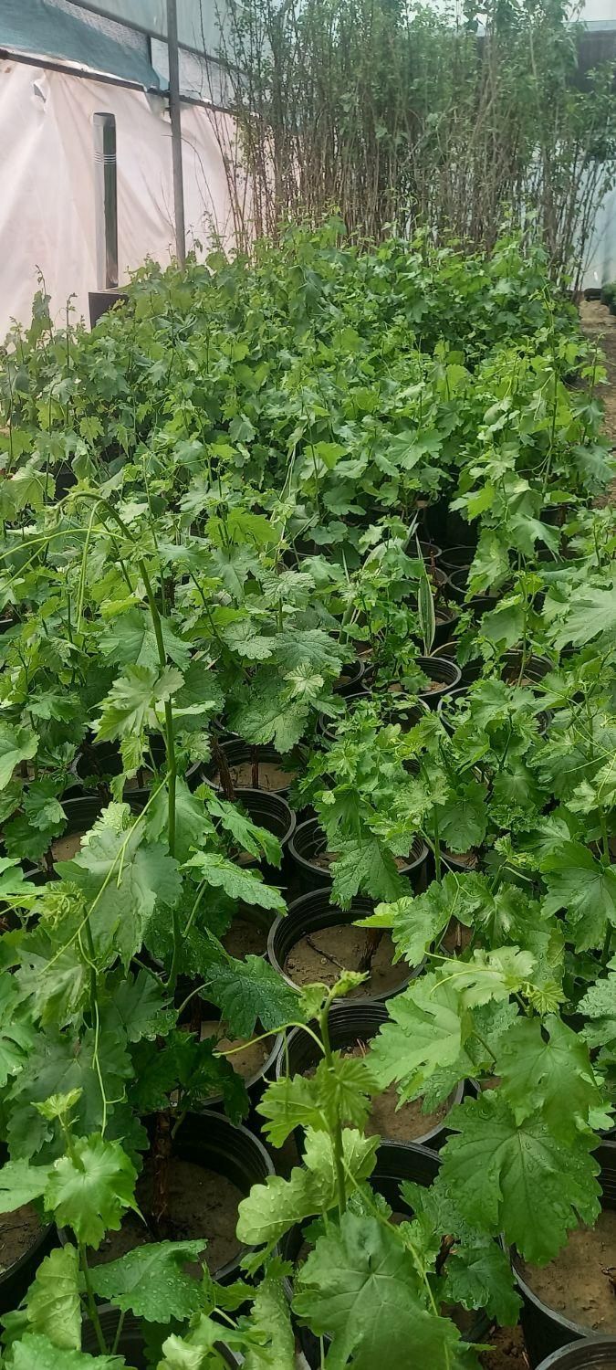 نهال موندراپ ( sabzevarnahal)|گل و گیاه طبیعی|سبزوار, کهنه آب|دیوار