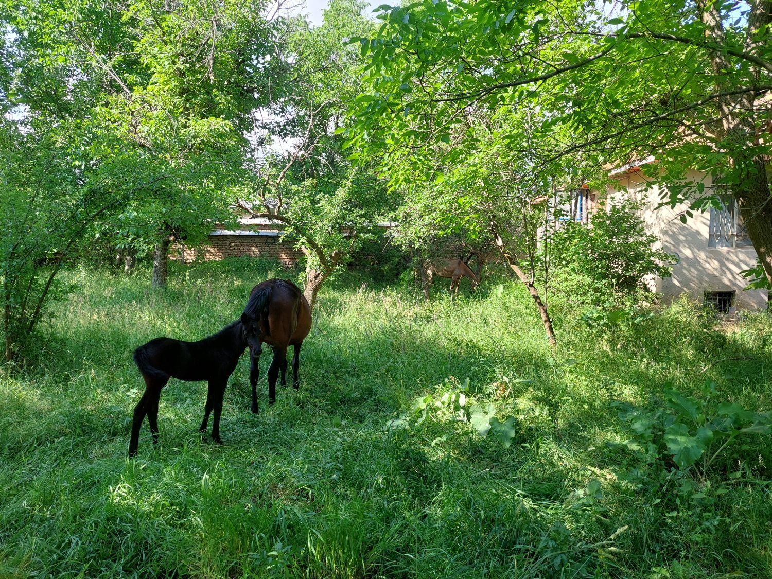 اجاره روزانه/هفتگی/ماهانه ویلا ۲۰۰۰ متری|اجارهٔ کوتاه‌مدت ویلا و باغ|طالقان, |دیوار