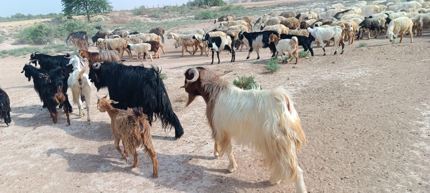 بز و پازن|حیوانات مزرعه|بهبهان, |دیوار