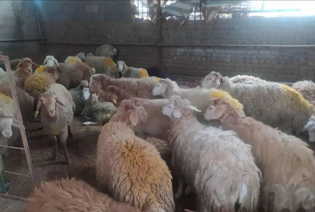 جایگاه رسمی دام زنده حضوری تلفنی اینترنتی|حیوانات مزرعه|تهران, لویزان|دیوار
