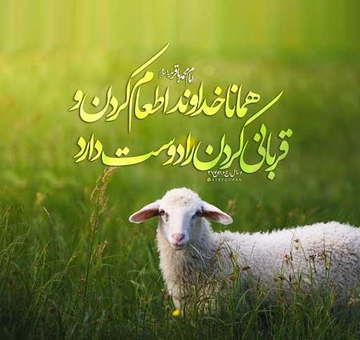 توجه توجه تخفیف ویژه گوسفندزنده بمناسبت عیدقربان|حیوانات مزرعه|کرج, چهارصد دستگاه|دیوار