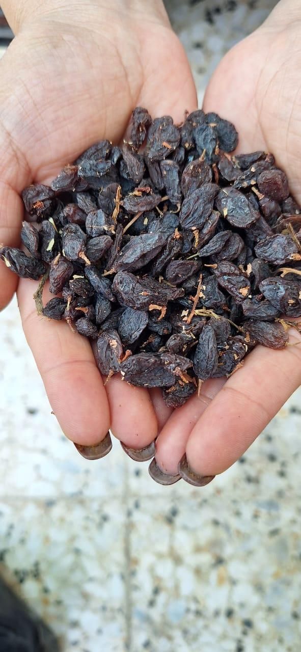 کشمش ملایر|عمده‌فروشی|ری, ملک‌آباد|دیوار