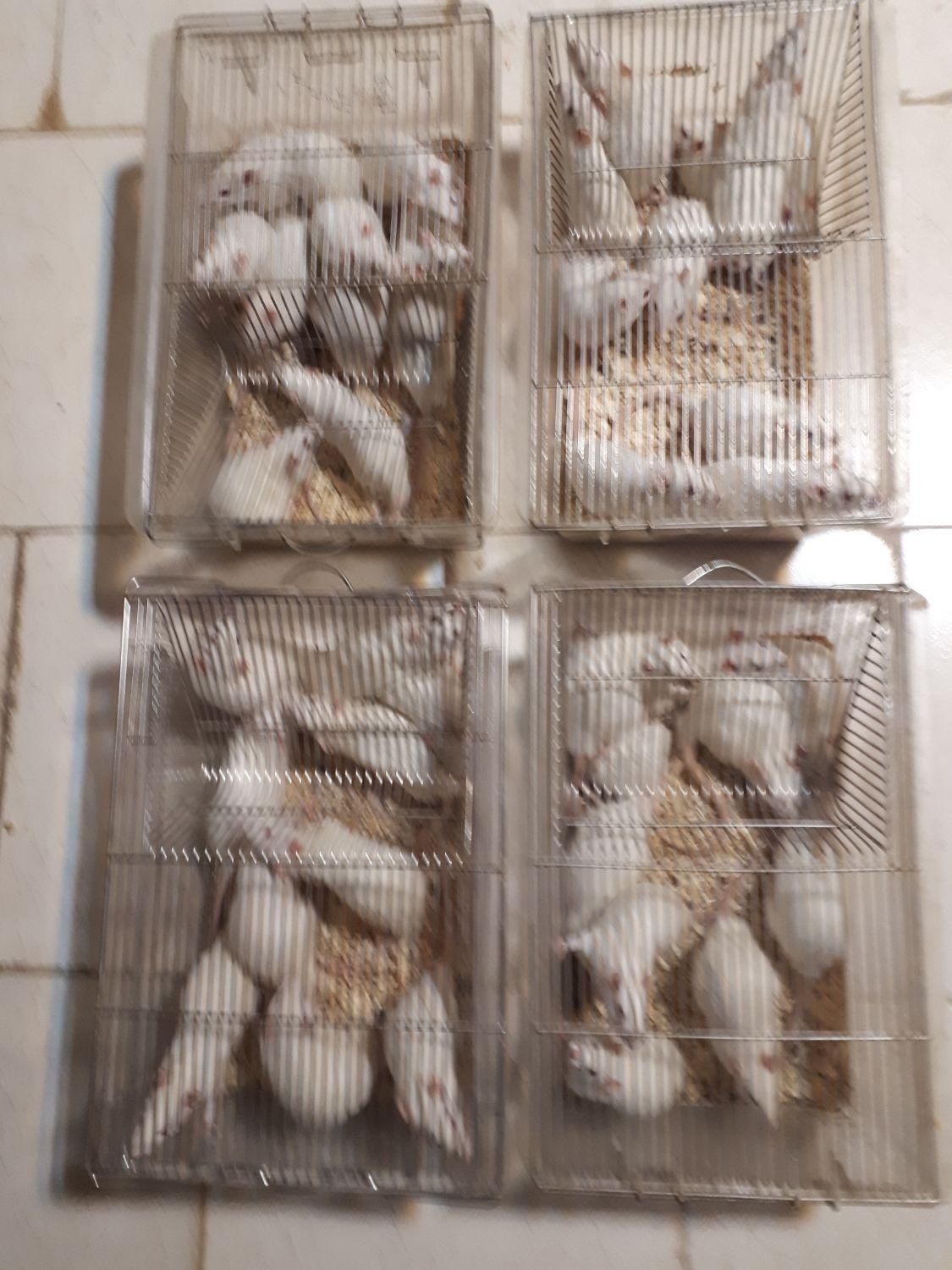 تامین موش های آزمایشگاهی رت و مایس|موش و خرگوش|تبریز, |دیوار