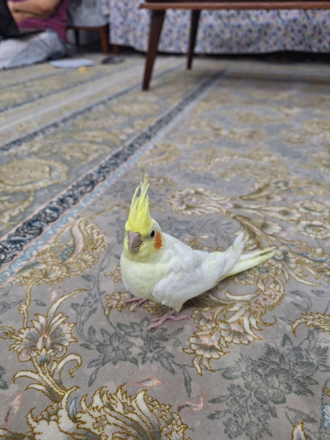 جوجه عروس هلندی دونه ای|پرنده|یزد, |دیوار