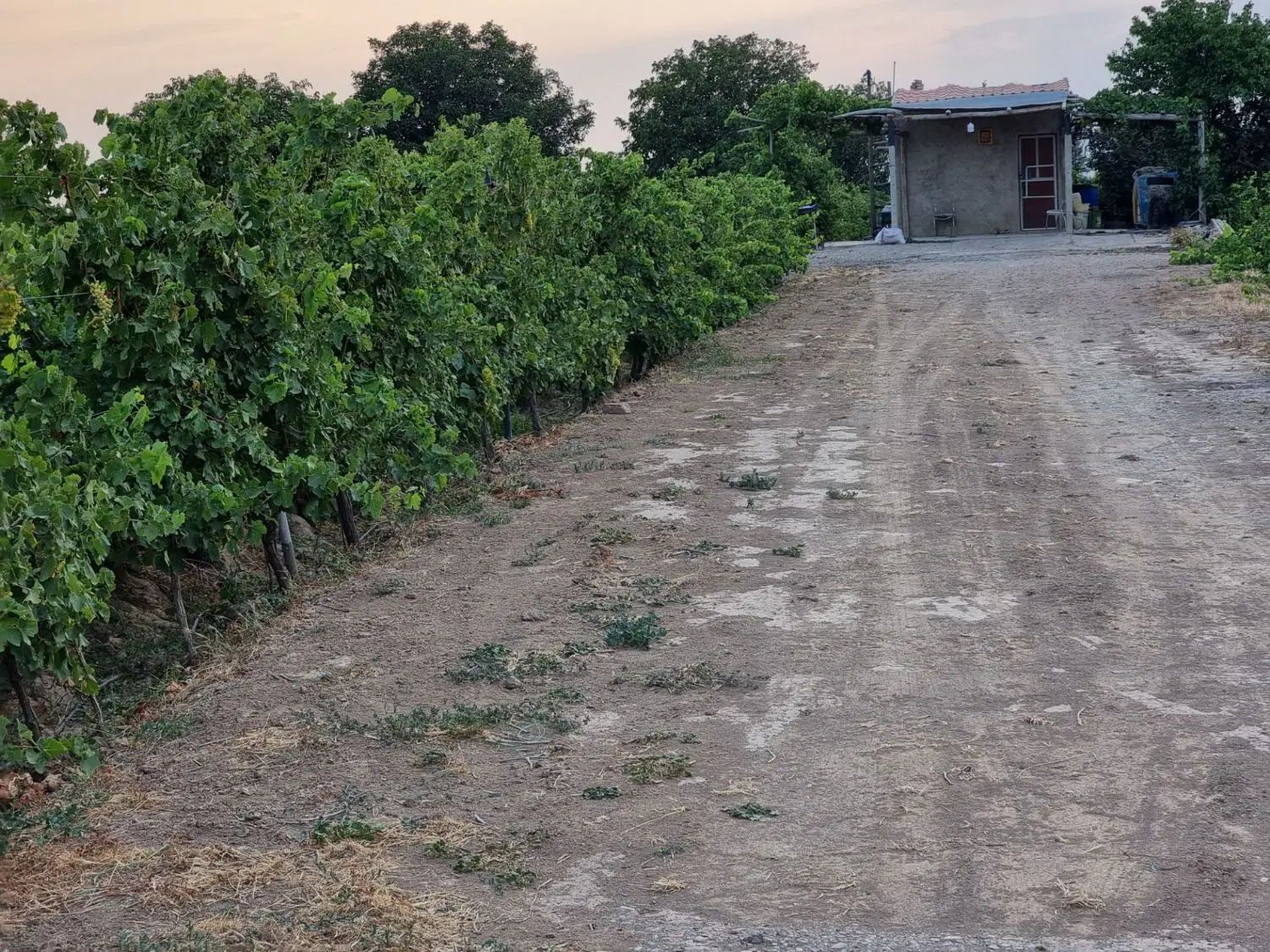 باغِ داربستی انگور،تیکه ای از بهشت در شهرِ تاک|فروش دفتر صنعتی، کشاورزی، تجاری|بهارستان, |دیوار
