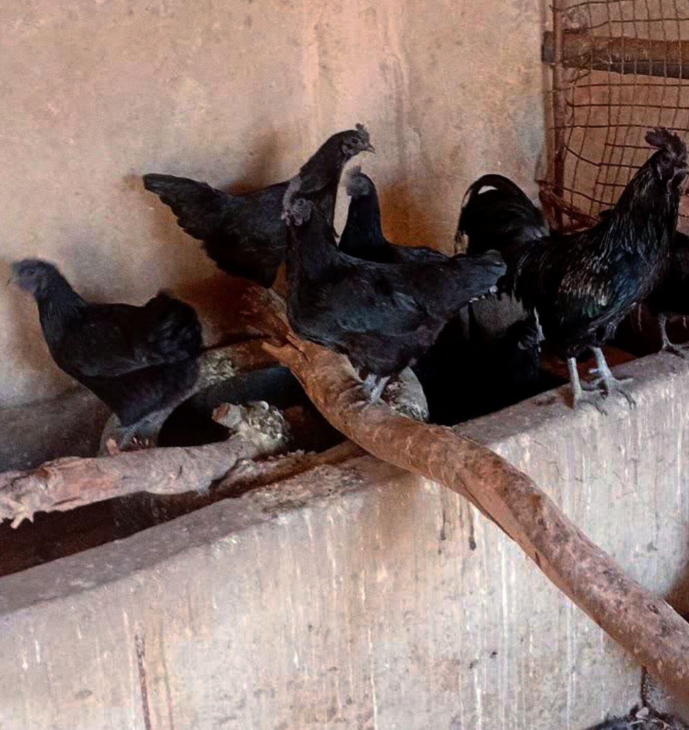 تخم نطفه دار ایام سمانی اندونزی|حیوانات مزرعه|یزد, |دیوار