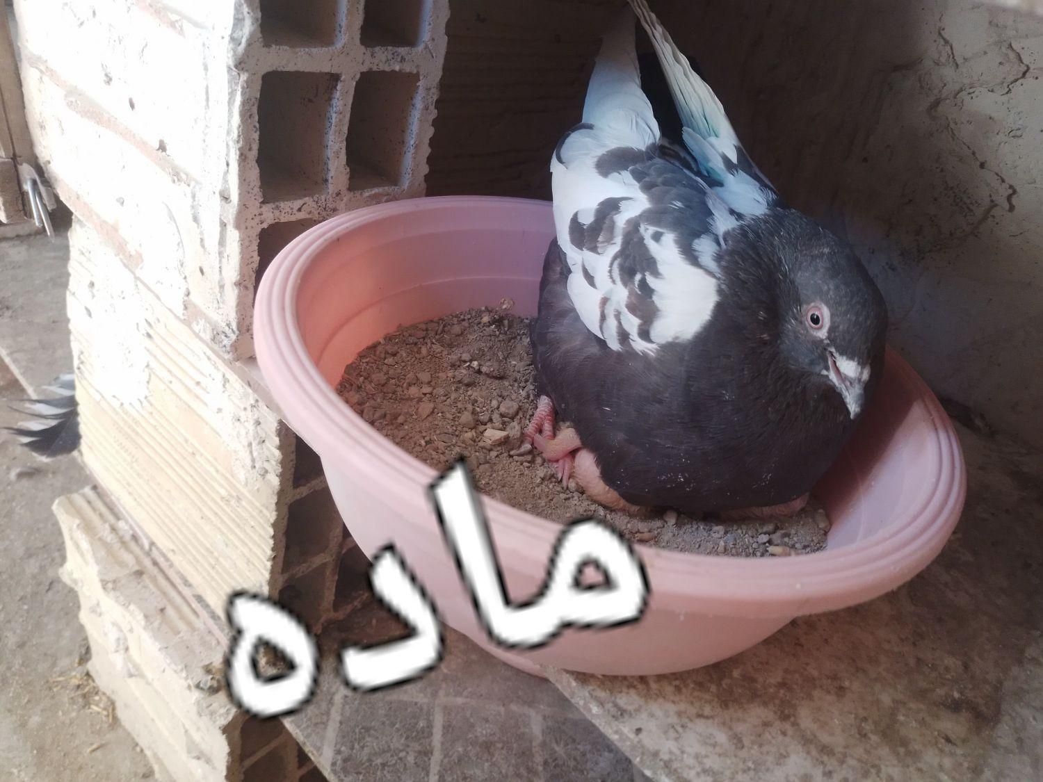 تعدادی کبوترو بوقلمون|پرنده|میانه, |دیوار