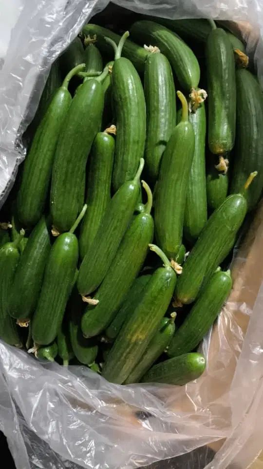 سفارش میوه درجه ۱ میدان تره بار|خوردنی و آشامیدنی|تهران, میدان میوه و تره‌بار مرکزی|دیوار