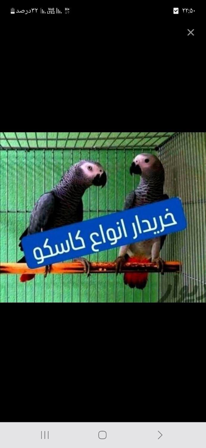 کاسکو سخنگو کاکادو کایک|پرنده|آمل, |دیوار