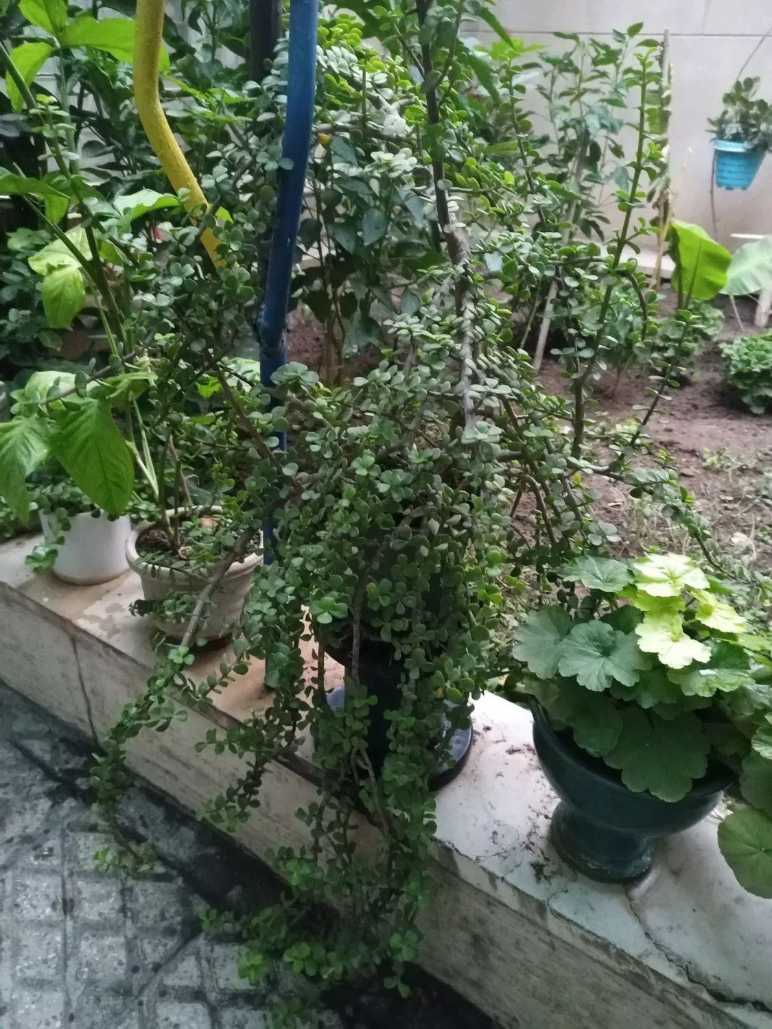 بن سای خرفه|گل و گیاه طبیعی|تهران, شهرک آزادی|دیوار