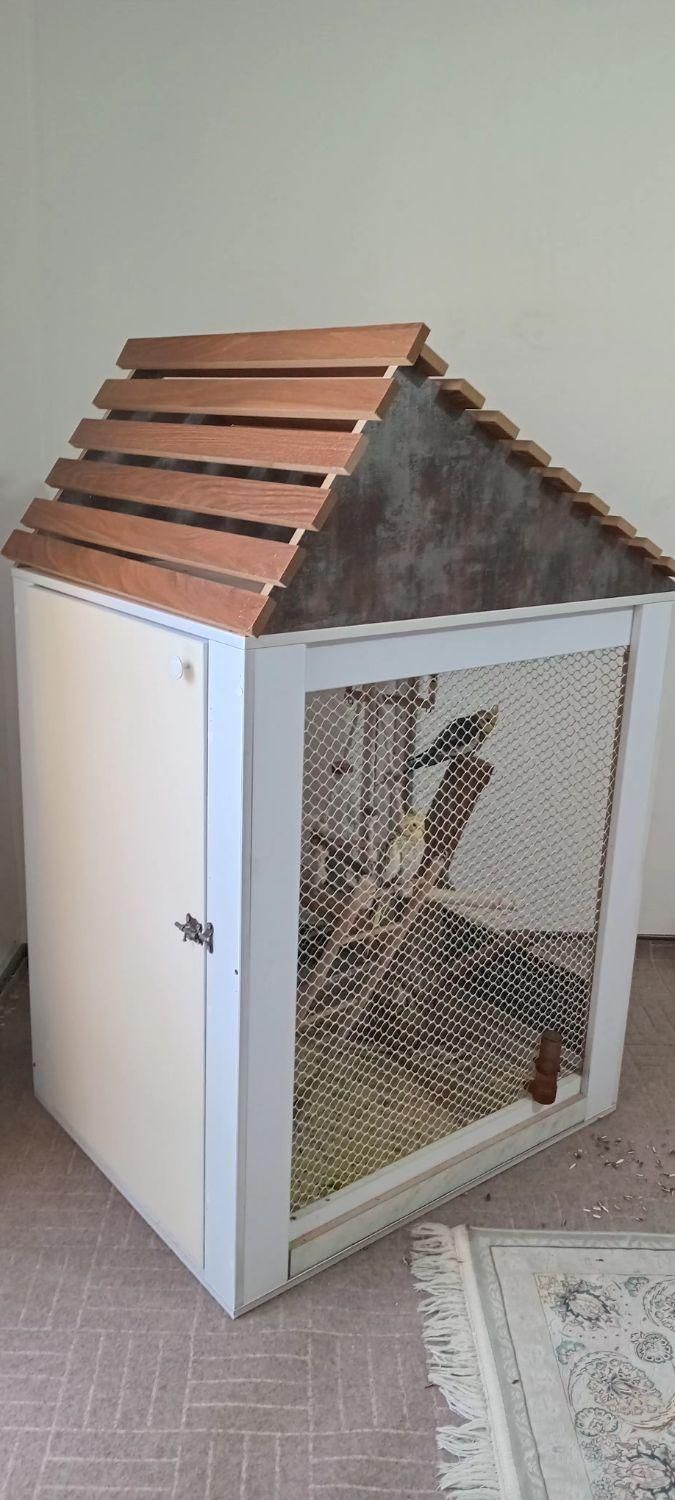 قفس عروس هلندی|لوازم جانبی حیوانات|هشتگرد, شهرک صنعتی هشتگرد|دیوار