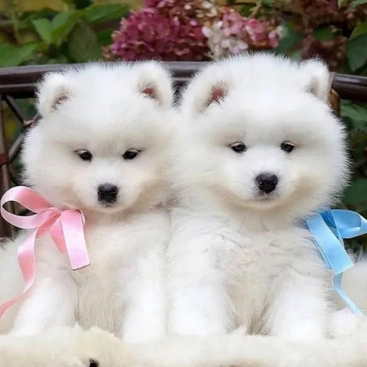 سگ ساموئید|سگ|تهران, درکه|دیوار