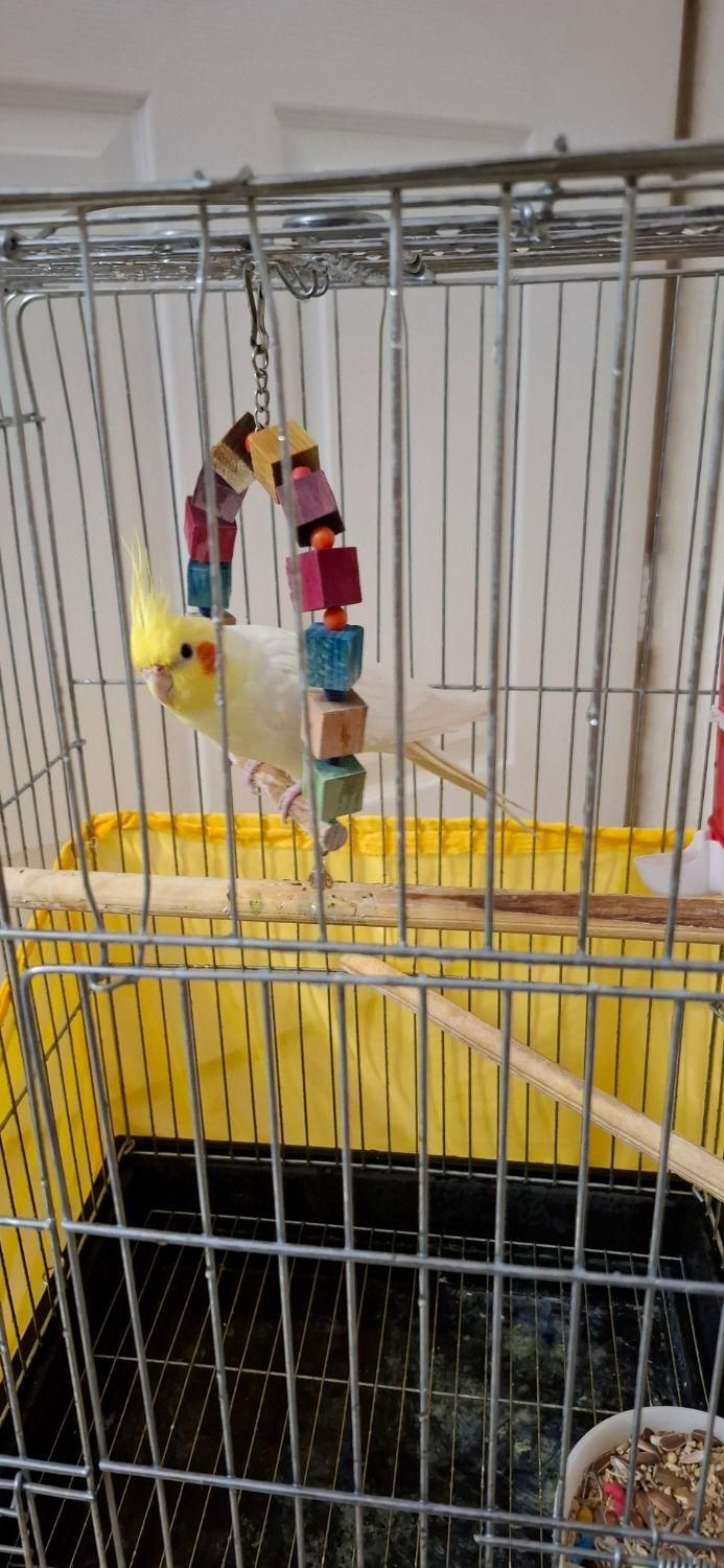 عروس هلندی|پرنده|فردیس, منظریه|دیوار