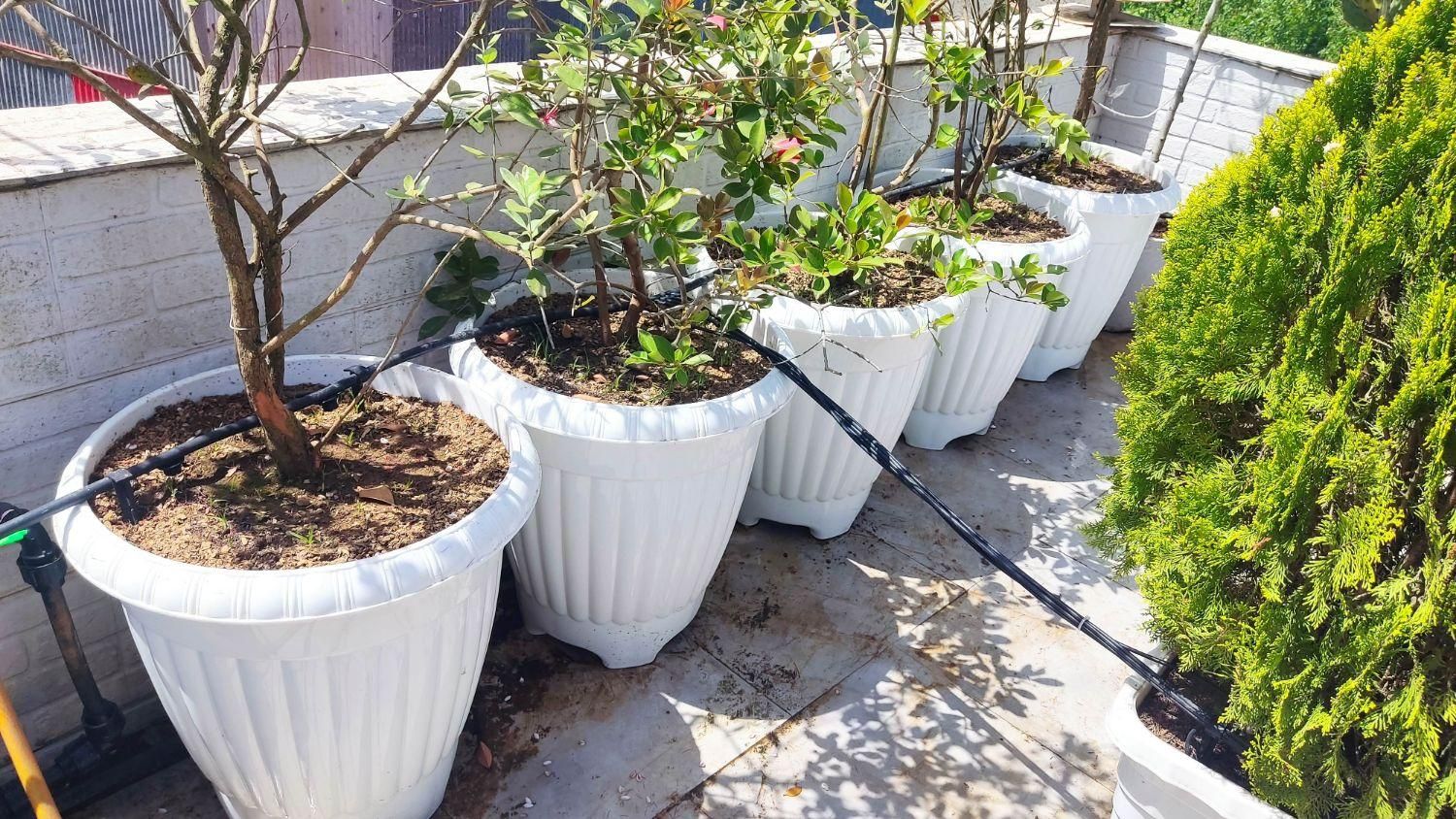 سیستم آبیاری قطره ای نصب راه اندازی و تعمیرات|خدمات باغبانی و درختکاری|رشت, بلوار گیلان|دیوار