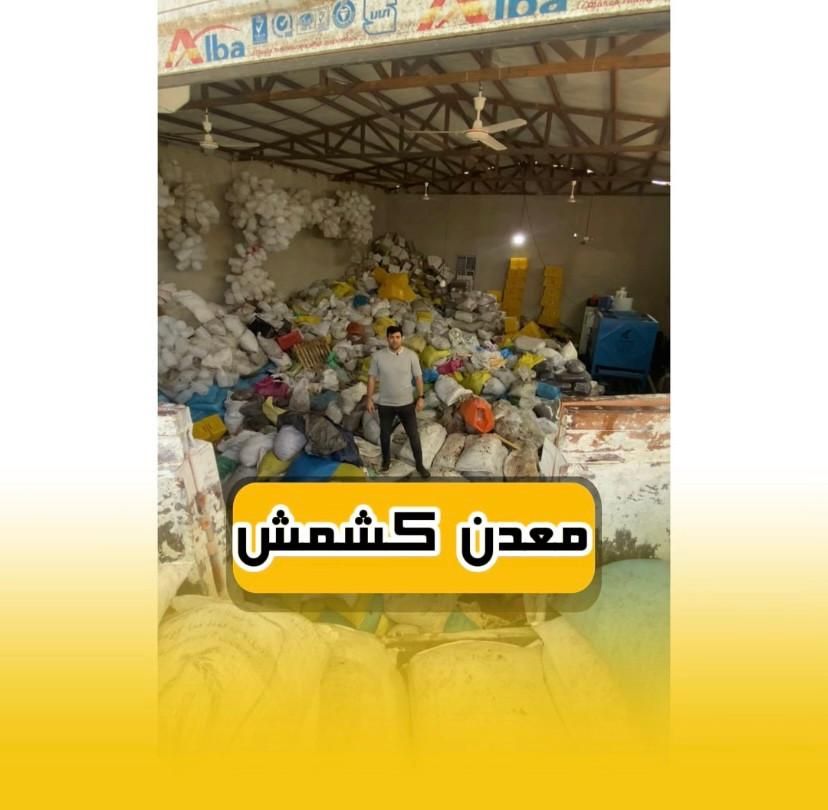 پخش کشمش حلوایی بیدانه مویز پلویی آفتاب خشک فخری|خوردنی و آشامیدنی|تاکستان, |دیوار