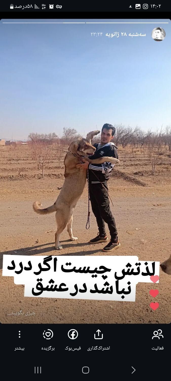 بالتو ۱۳ماهه|سگ|تبریز, |دیوار