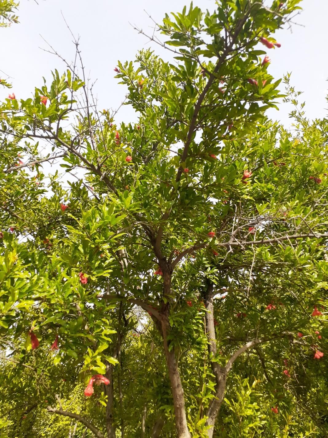 باغ کهن با اصالت، سنددار، با بناقدیمی و خونه باغ|فروش زمین و ملک کلنگی|رباط‌کریم, انجم آباد|دیوار