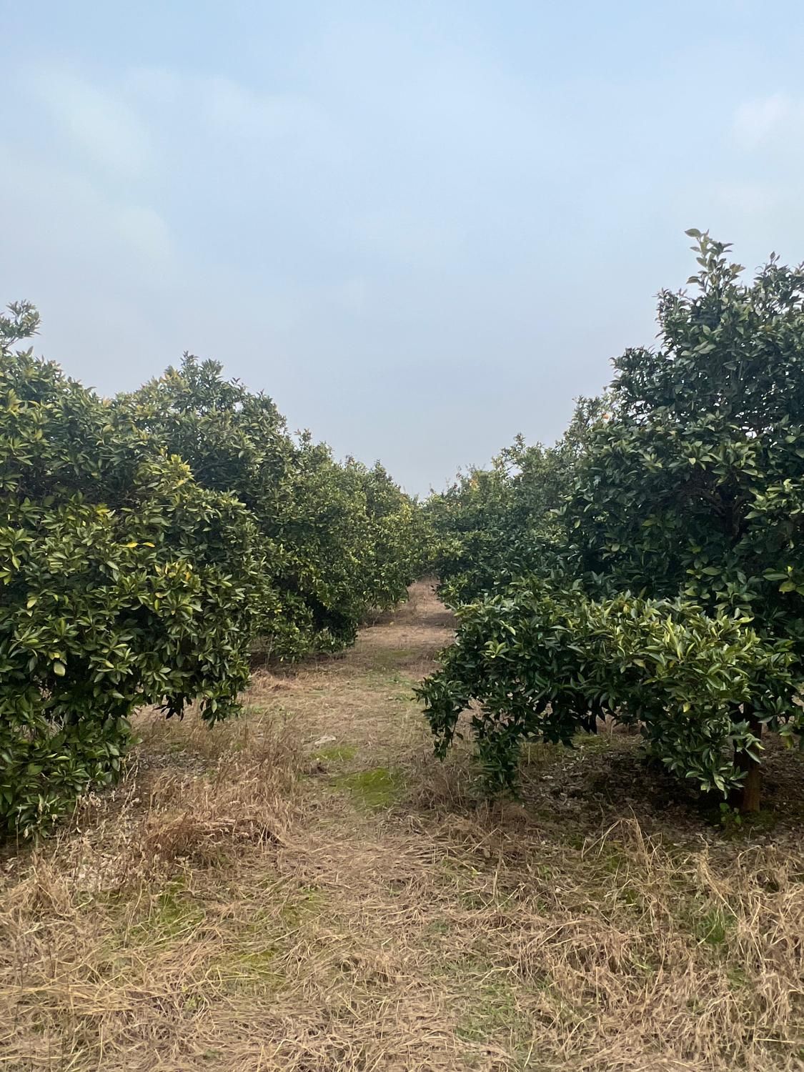 ۷ هزار متر باغ با کنتور برق و چاه با مجوز / آلونک|فروش زمین و ملک کلنگی|کیاکلا, |دیوار