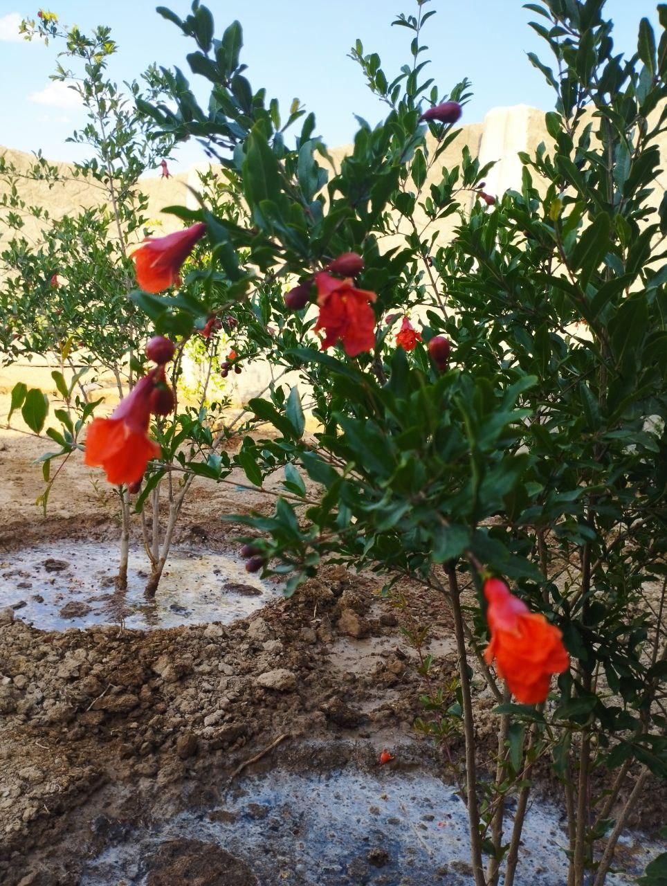 فروش باغچه ۲۰۰متری.شیک ونقلی|فروش زمین و ملک کلنگی|اصفهان, قلعه نو|دیوار