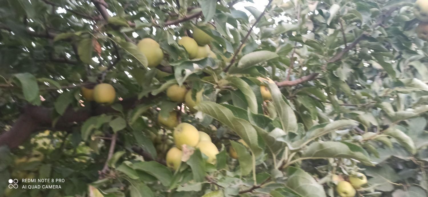 ۱۳۰۰ متر باغ در بیلوار روستای مرزبانی|فروش خانه و ویلا|بیلوار, |دیوار