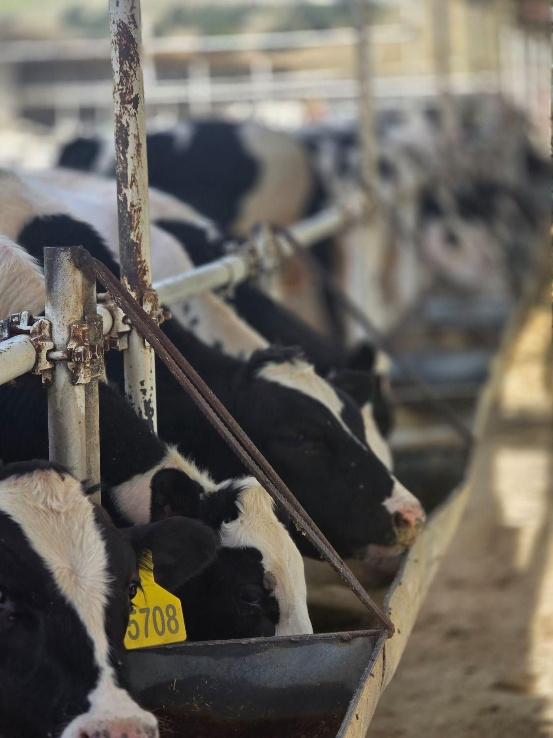 گوساله نر سری A واکسینه شده کامل مناسب پروار|حیوانات مزرعه|تهران, فلسطین (میدان انقلاب)|دیوار