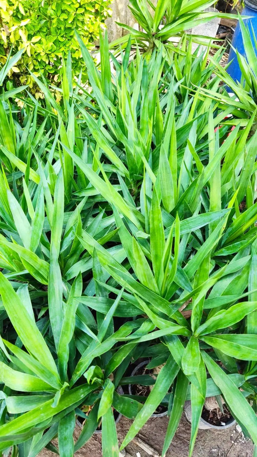 گل یوگا بونسای|گل و گیاه طبیعی|رشت, پارک شهر|دیوار